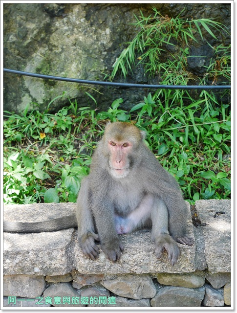 泰源幽谷遊憩區:台東 泰源幽谷 花果山在台灣~跟孫悟空的猴子猴孫相見歡