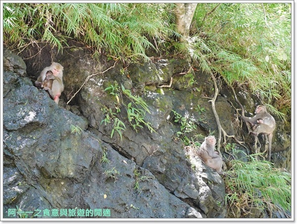 泰源幽谷遊憩區:台東 泰源幽谷 花果山在台灣~跟孫悟空的猴子猴孫相見歡