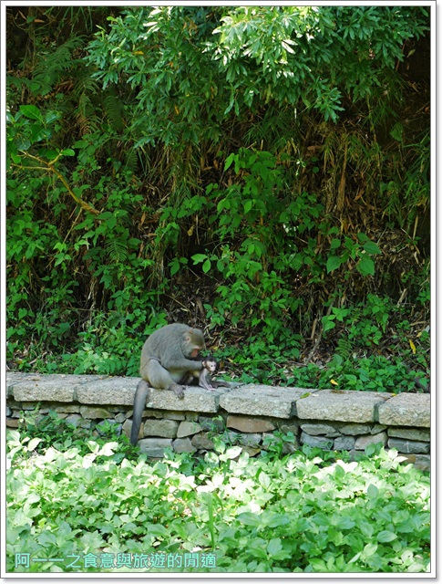 泰源幽谷遊憩區:台東 泰源幽谷 花果山在台灣~跟孫悟空的猴子猴孫相見歡