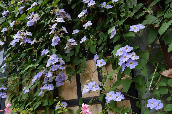 都蘭新東糖廠26