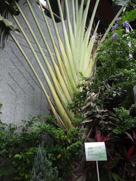 月光小棧：1020120[官本金文愛台灣]月光小棧的月光咖啡館女妖藝廊隱藏在深山中之美