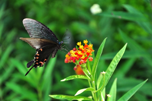 知本森林遊樂園區:【台東小旅行邀約】知本、樂山、東遊季一日遊