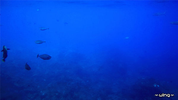 綠島小旅行：［台東綠島］環島遊。將軍岩-哈巴狗-睡美人-人權文化園區-燈塔-綠島監獄-大哥的故事-海草冰