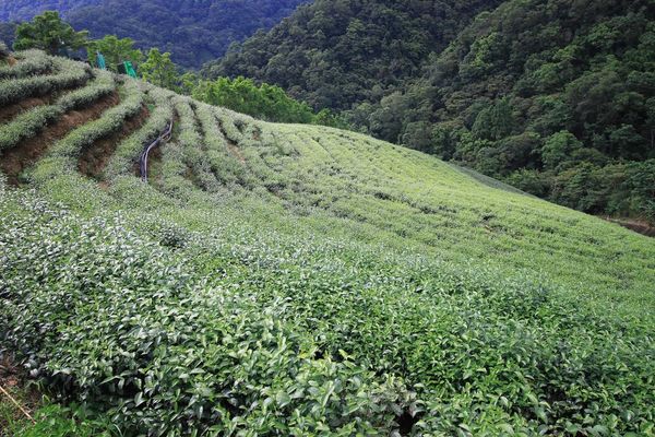【台北旅遊】石碇老街、坪林茶業博物館、千島湖-茶葉文化一日遊