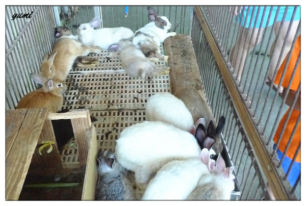 宜蘭宜農牧場：【宜蘭遊記】好山好水好風景★來看動物喝ㄋㄟ ㄋ ㄟ@宜農牧場