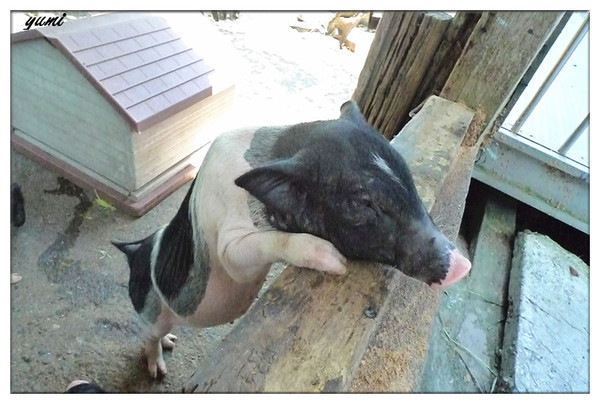 宜蘭宜農牧場：【宜蘭遊記】好山好水好風景★來看動物喝ㄋㄟ ㄋ ㄟ@宜農牧場