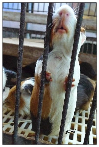 宜蘭宜農牧場：【宜蘭遊記】好山好水好風景★來看動物喝ㄋㄟ ㄋ ㄟ@宜農牧場