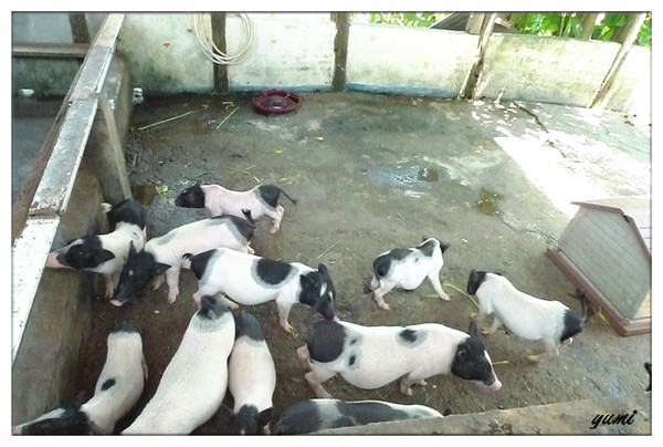 宜蘭宜農牧場：【宜蘭遊記】好山好水好風景★來看動物喝ㄋㄟ ㄋ ㄟ@宜農牧場