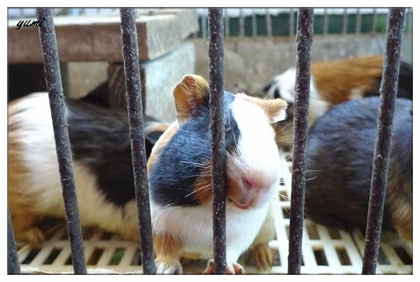 宜蘭宜農牧場：【宜蘭遊記】好山好水好風景★來看動物喝ㄋㄟ ㄋ ㄟ@宜農牧場