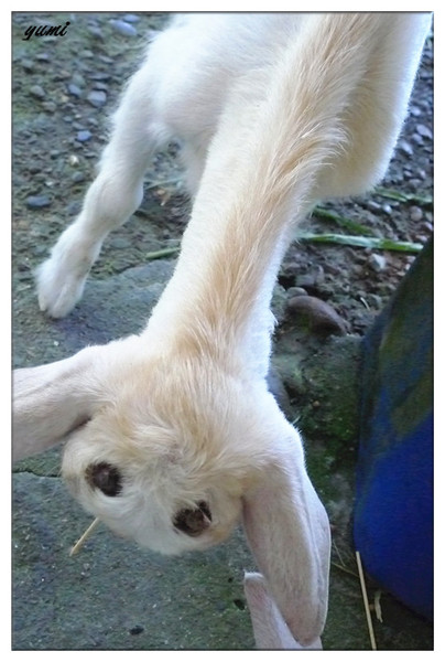 宜蘭宜農牧場：【宜蘭遊記】好山好水好風景★來看動物喝ㄋㄟ ㄋ ㄟ@宜農牧場