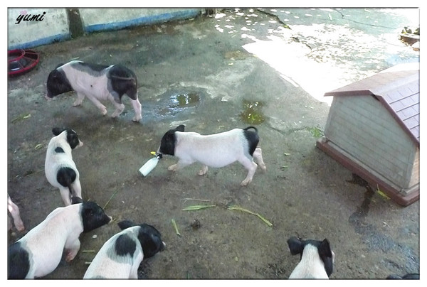 宜蘭宜農牧場：【宜蘭遊記】好山好水好風景★來看動物喝ㄋㄟ ㄋ ㄟ@宜農牧場