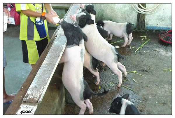 宜蘭宜農牧場：【宜蘭遊記】好山好水好風景★來看動物喝ㄋㄟ ㄋ ㄟ@宜農牧場