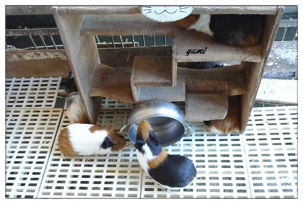 宜蘭宜農牧場：【宜蘭遊記】好山好水好風景★來看動物喝ㄋㄟ ㄋ ㄟ@宜農牧場