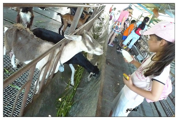 宜蘭宜農牧場：【宜蘭遊記】好山好水好風景★來看動物喝ㄋㄟ ㄋ ㄟ@宜農牧場