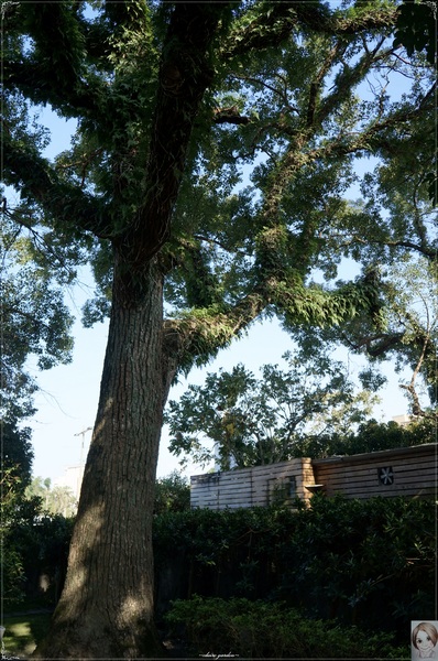 宜蘭設治紀念館:宜蘭 設治紀念館~城市裡的百年日式官邸