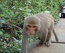 海岸咖啡：文化公車遊趣(六)~ 午后柴山大碗公Caf'e