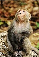 海岸咖啡:文化公車遊趣(六)~ 午后柴山大碗公Caf'e