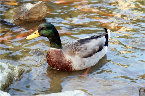 明池國家森林遊樂區：[攝影小旅行]宜蘭 明池~深山仙境迎曙光