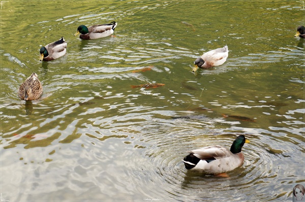 明池國家森林遊樂區：[攝影小旅行]宜蘭 明池~深山仙境迎曙光