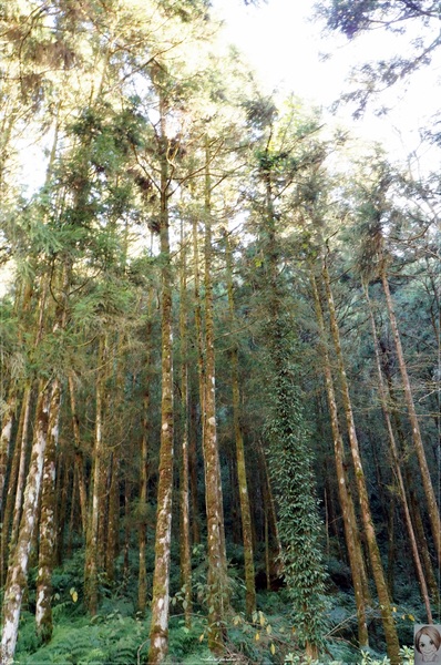 明池國家森林遊樂區：[攝影小旅行]宜蘭 明池~深山仙境迎曙光