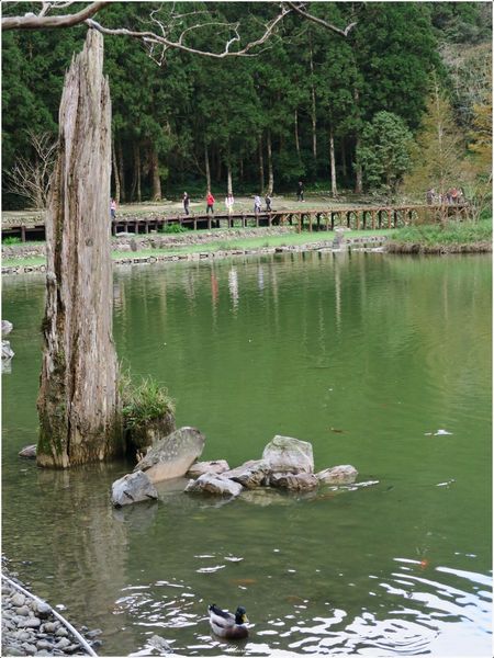 明池國家森林遊樂區:宜蘭 明池~如畫綠池、百年神木、日式庭園的北橫明珠