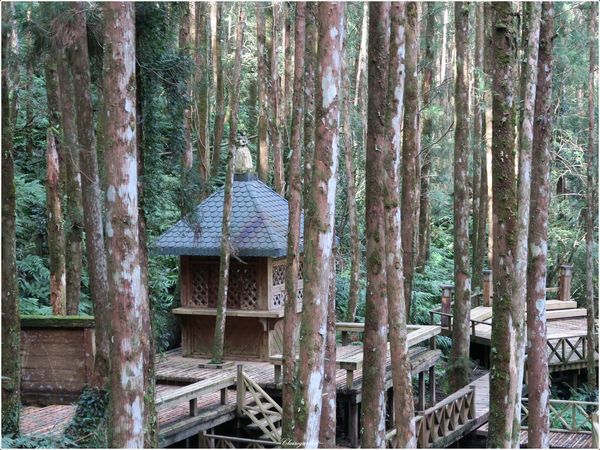 明池國家森林遊樂區:宜蘭 明池~如畫綠池、百年神木、日式庭園的北橫明珠