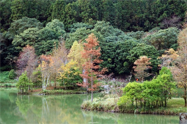 明池國家森林遊樂區：[攝影小旅行]宜蘭 明池~深山仙境迎曙光