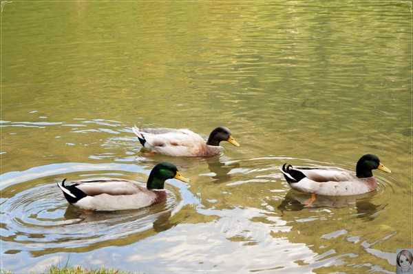 明池國家森林遊樂區：[攝影小旅行]宜蘭 明池~深山仙境迎曙光