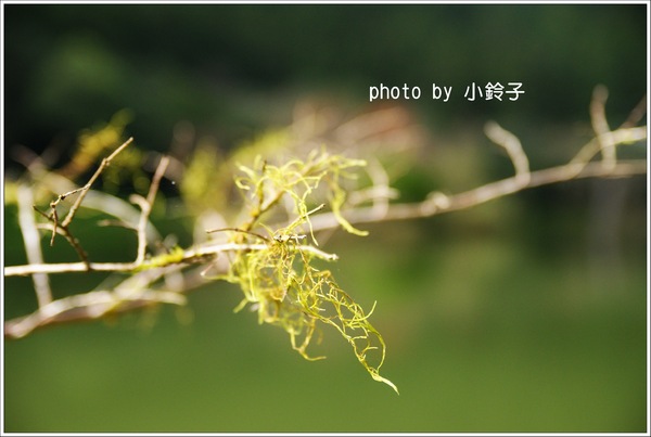 明池國家森林遊樂區:宜蘭「明池森林遊樂區」好山好水好風景