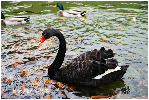 明池國家森林遊樂區:宜蘭「明池森林遊樂區」好山好水好風景
