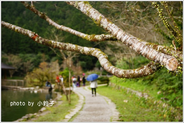 明池國家森林遊樂區:宜蘭「明池森林遊樂區」好山好水好風景