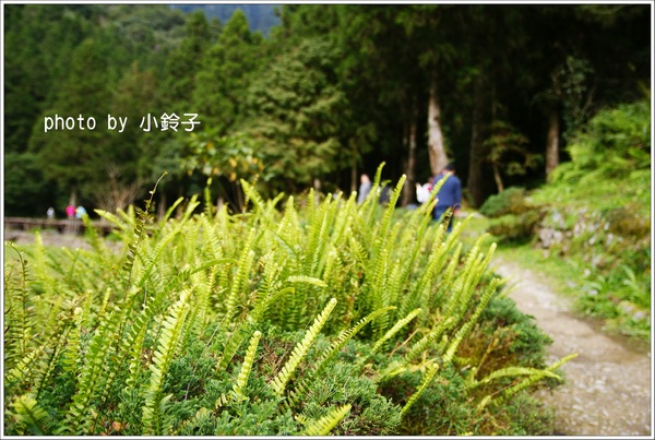 明池國家森林遊樂區:宜蘭「明池森林遊樂區」好山好水好風景