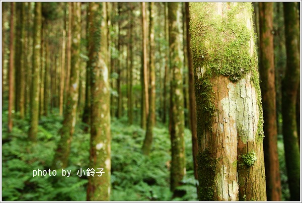 明池國家森林遊樂區:宜蘭「明池森林遊樂區」好山好水好風景