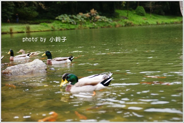 明池國家森林遊樂區:宜蘭「明池森林遊樂區」好山好水好風景