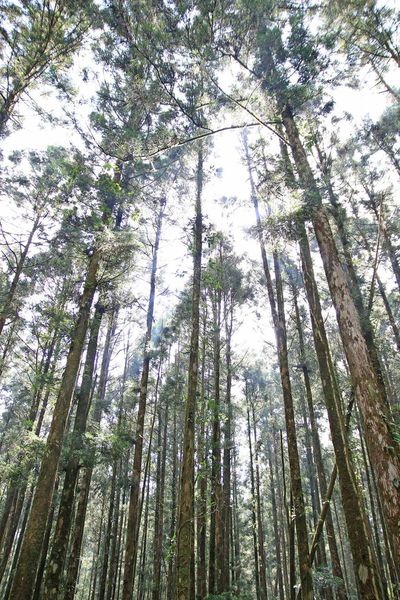 【桃園旅遊】明池山莊森林遊樂區-夏日登高避暑的最佳去處