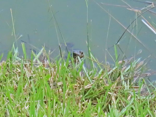 【宜蘭旅遊】明池國家森林遊樂區-流連忘返的美景