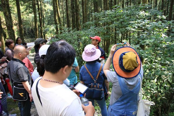 【桃園旅遊】明池山莊森林遊樂區-夏日登高避暑的最佳去處