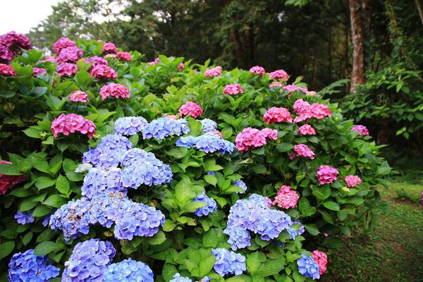 【桃園旅遊】明池山莊森林遊樂區-夏日登高避暑的最佳去處