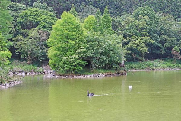 【桃園旅遊】明池山莊森林遊樂區-夏日登高避暑的最佳去處