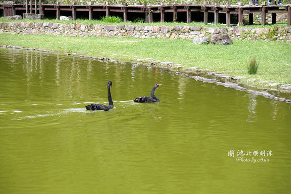 明池阿鵝阿嬌