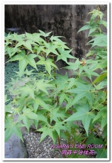 明森宇治抹茶專賣店(存中總店)：京風午茶──明森宇治抹茶專賣店