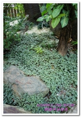 明森宇治抹茶專賣店(存中總店)：京風午茶──明森宇治抹茶專賣店