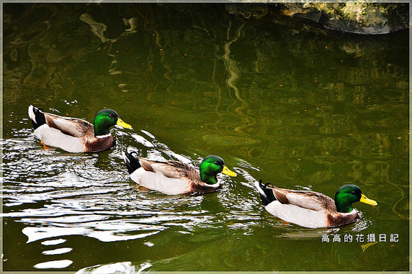 林本源園邸林家花園:【新北】板橋區。林本源園邸 (板橋林家花園)