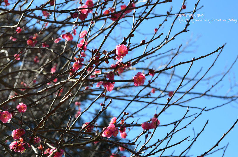 武陵&福壽山 409_副本.jpg