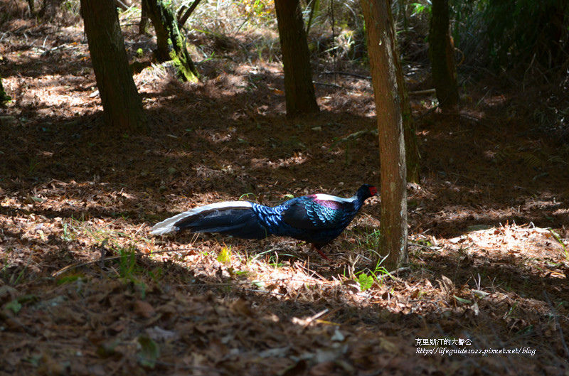 武陵&福壽山 680_副本.jpg