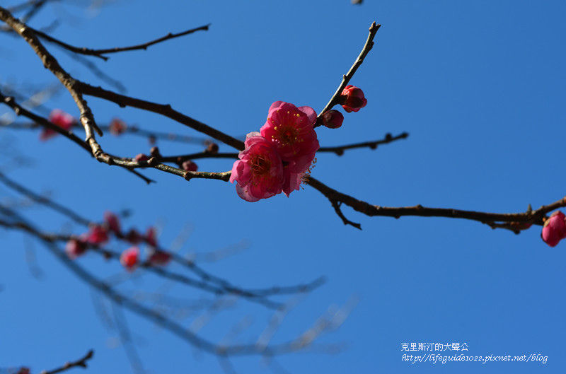 武陵&福壽山 410_副本.jpg