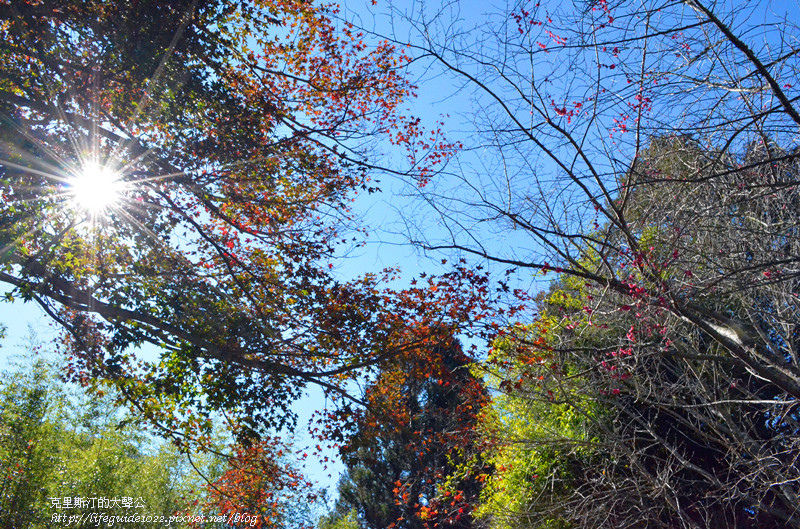 武陵&福壽山 403_副本.jpg
