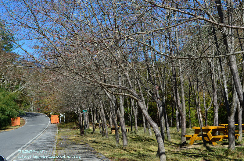 武陵&福壽山 436_副本.jpg