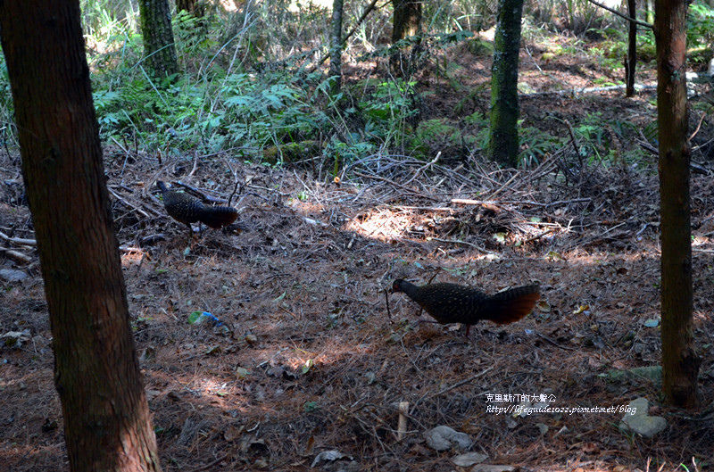 武陵&福壽山 638_副本.jpg