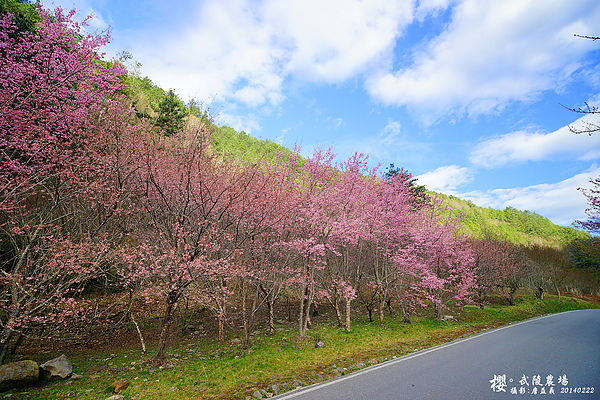 20140222武陵農場櫻花